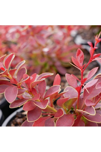 Барбарис японский Коралл цвет листвы